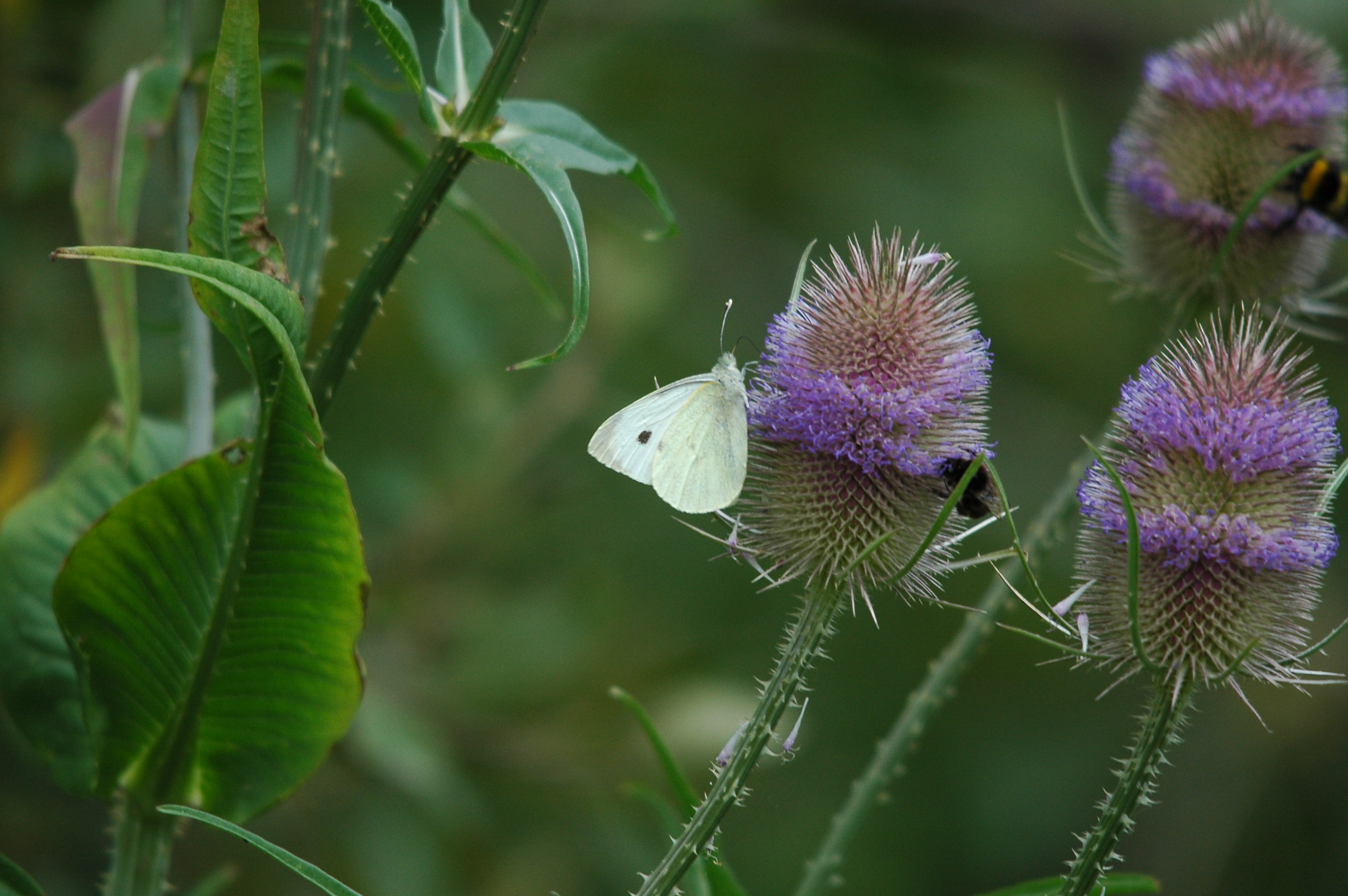 photos/wildlife/Invertebrate_Species/Butterflies/Small White/dsc_2714.jpg